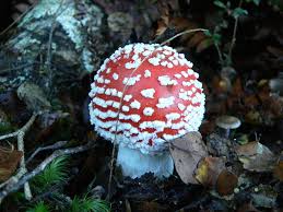 Attēlu rezultāti vaicājumam “Amanita muscaria”