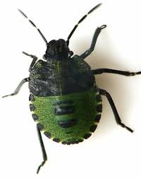 Attēlu rezultāti vaicājumam “Palomena prasina nymph”