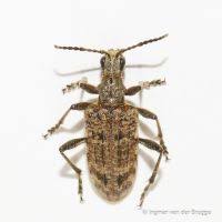 Attēlu rezultāti vaicājumam “Rhagium inquisitor”