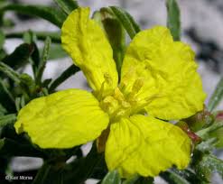 Attēlu rezultāti vaicājumam “Oenothera rubricauli flower”