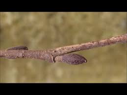 Attēlu rezultāti vaicājumam “Alnus incana bud”
