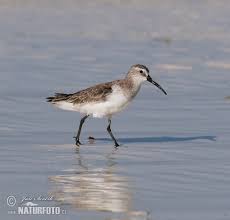 Attēlu rezultāti vaicājumam “Calidris ferruginea”
