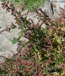 Attēlu rezultāti vaicājumam “Atriplex patula”