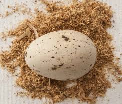 Attēlu rezultāti vaicājumam “Fulica atra eggs”