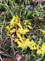 Attēlu rezultāti vaicājumam “Physarum virescens”