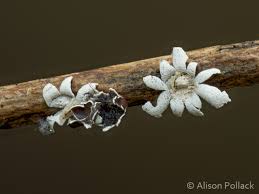 Attēlu rezultāti vaicājumam “Diderma rufostriatum sessile”