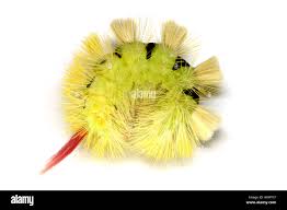 Attēlu rezultāti vaicājumam “Calliteara pudibunda larva”