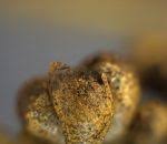 Attēlu rezultāti vaicājumam “Physarum penetrale”