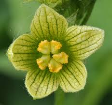 Attēlu rezultāti vaicājumam “Bryonia alba leaf”