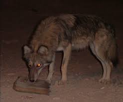 Image result for canis lupus arabs