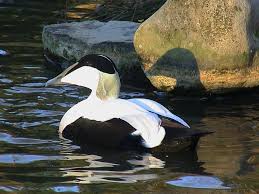 Attēlu rezultāti vaicājumam “Somateria mollissima juvenile”