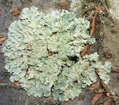 Attēlu rezultāti vaicājumam “Parmelia serrana”