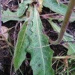 Attēlu rezultāti vaicājumam “Leontodon hispidus leaf”