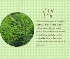 Attēlu rezultāti vaicājumam “Anethum graveolens leaf”