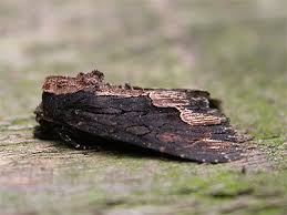 Attēlu rezultāti vaicājumam “Dypterygia scabriuscula”