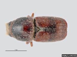 Attēlu rezultāti vaicājumam “Scolytus scolytus, Scolytus multistriatus”