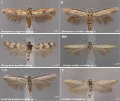 Attēlu rezultāti vaicājumam “Scythrididae”