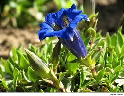 Image result for Enzian