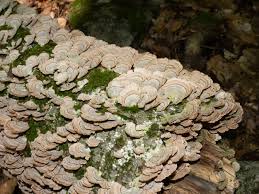 Attēlu rezultāti vaicājumam “Trichaptum biforme”