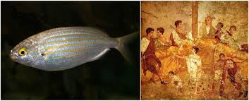 Image result for Sarpa salpa