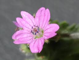Attēlu rezultāti vaicājumam “Geranium molle flower”