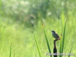 Image result for Locustella certhiola