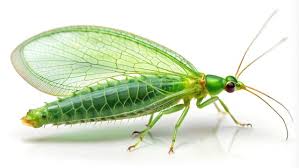 Attēlu rezultāti vaicājumam “Chrysopidae imago”