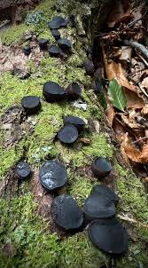 Attēlu rezultāti vaicājumam “Bulgaria inquinans”