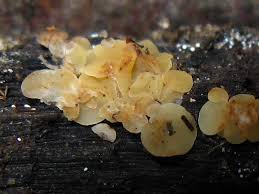 Attēlu rezultāti vaicājumam “Hymenoscyphus imberbis”