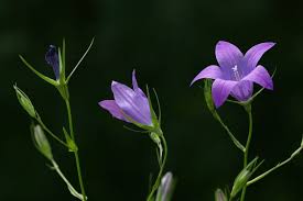 Image result for Campanula patula