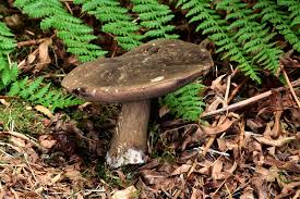 Attēlu rezultāti vaicājumam “Porphyrellus porphyrosporus”