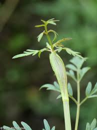 Attēlu rezultāti vaicājumam “Peucedanum palustre leaf”