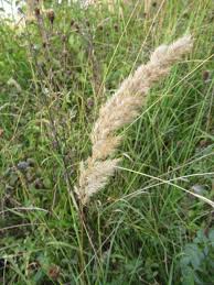 Attēlu rezultāti vaicājumam “Calamagrostis canescens”
