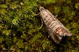 Attēlu rezultāti vaicājumam “Cydia pomonella”