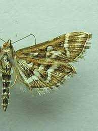 Attēlu rezultāti vaicājumam “Diasemia reticularis”