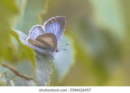Attēlu rezultāti vaicājumam “Celastrina argiolus underside”