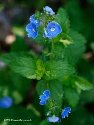 Image result for Veronica chamaedrys