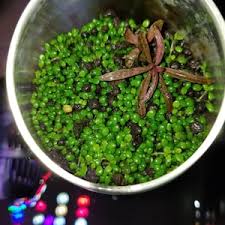 Attēlu rezultāti vaicājumam “Elatine hydropiper leaf”