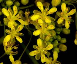 Image result for Isatis tinctoria