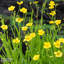 Attēlu rezultāti vaicājumam “Ranunculus lingua leaf”
