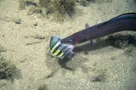 Image result for Conger conger