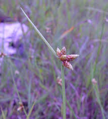 Attēlu rezultāti vaicājumam “Schoenoplectus lacustris subsp. glaucus flower”
