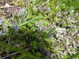 Attēlu rezultāti vaicājumam “Myosotis stricta”