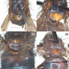 Attēlu rezultāti vaicājumam “Paramesus obtusifrons”