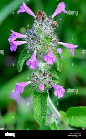 Attēlu rezultāti vaicājumam “Clinopodium vulgare leaf”