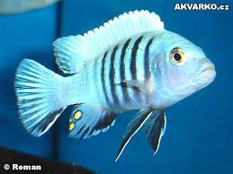 Risultati immagini per cynotilapia pulpican