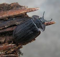 Attēlu rezultāti vaicājumam “Grynocharis oblonga”