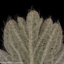 Attēlu rezultāti vaicājumam “Potentilla arenaria leaf”