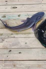 Image result for Carcharhinus plumbeus