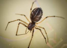 Attēlu rezultāti vaicājumam “Linyphiidae”